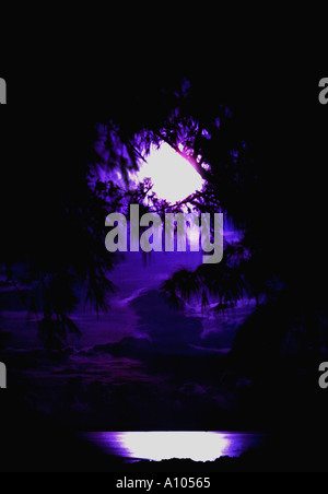 Mond, durch Bäume mit Reflexion am karibischen Meer Stockfoto