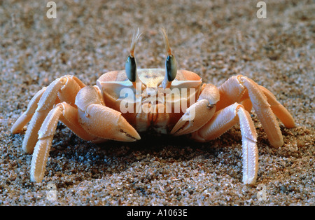 Krabben Sie am Strand REITERKRABBE Gattung Ocypode Decapoda Crustacea Ghost Krabbe gelben Sand Krabbe Stockfoto