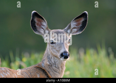 Mule Deer Fawn Porträt Stockfoto