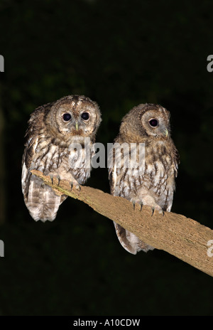 Waldkäuze Strix Aluco zwei Jugendliche in Wodland cornwall Stockfoto