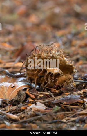 Mast der Buche Fagus Sylvatica Waldboden Herbst Stockfoto