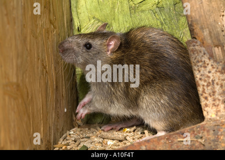 braune Ratte Rattus Norvegicus gefangen Stockfoto