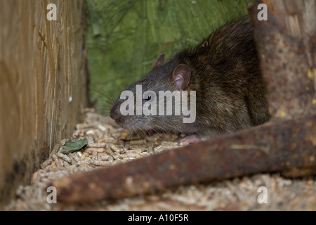 braune Ratte Rattus Norvegicus Kopf und Schultern in Gefangenschaft Stockfoto
