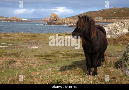 Shetland-Ponys an heathy Hügel Bryher Isles of Scilly Ponys Weiden dienen zur Verwaltung Vegetation des Wildlife Trust Stockfoto