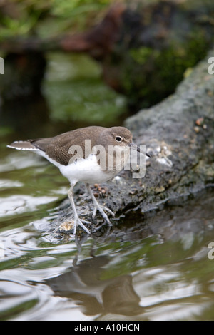 Flussuferläufer Actitis Hypoleucos juvenile Vögel am Wasser s Rand Stockfoto