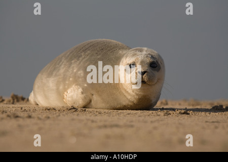 Seehunde Phoca Vitulina am Sandstrand Lincolnshire Küste Herbst Stockfoto