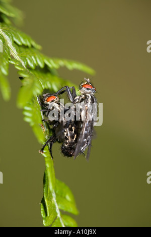 Fleisch fliegt Sarcophaga Carnaria Paarung Stockfoto