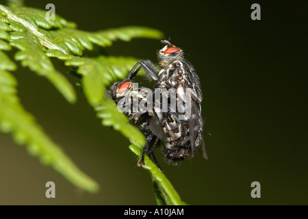 Fleisch fliegt Sarcophaga Carnaria Paarung Stockfoto