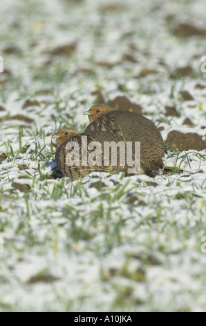 Graue Rebhühner Perdix Perdix männliche und weibliche Fütterung auf Winterweizen im Schnee Norfolk UK Stockfoto