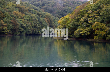 Kilminorth Wald auf der Suche entlang der Looe Fluß Looe cornwall Stockfoto