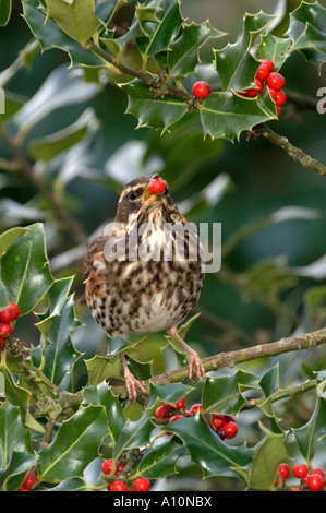 Rotdrossel Turdus Iliacus ernähren sich von Beeren der Stechpalme winter cornwall Stockfoto