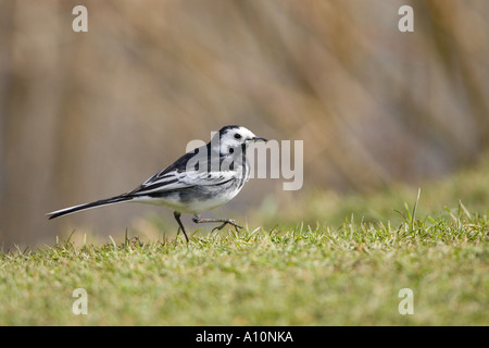 Trauerschnäpper Bachstelze Motacilla Alba Norfolk UK Stockfoto