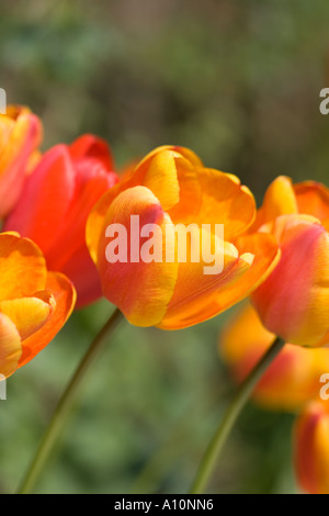 Orange und rote Tulpen Norfolk UK Stockfoto