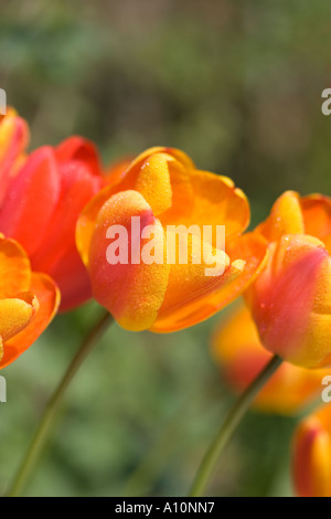 Orange und rote Tulpen Norfolk UK Stockfoto