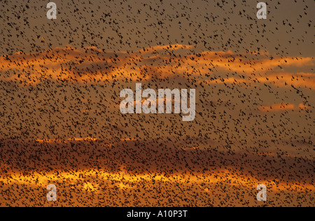 Stare Sturnus Vulgaris bei einem Schlafplatz Marazion cornwall Stockfoto