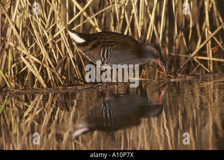 Wasser-Schiene Rallus Aquaticus in einem Reed-Bett-Cornwall, winter Stockfoto