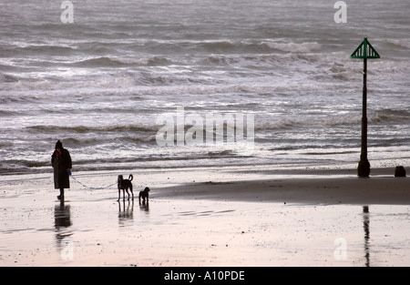 EINE ALTE DAME GEHT IHRE HUNDE AM STRAND VON DER STADT BORTH IN WEST WALES UK Stockfoto