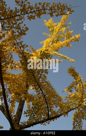 Konzeptuelle Form eines Baumes von unten vertikal Stockfoto