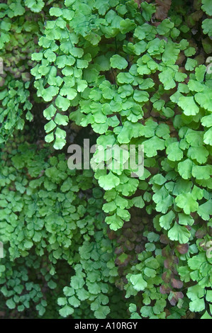 tausend Farn Venushaarfarns Capillus Veneris wächst auf Kalkstein-Brennofen Stockfoto