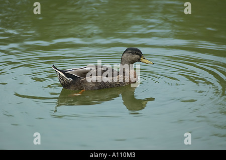 Enten auf dem Teich Stockfoto