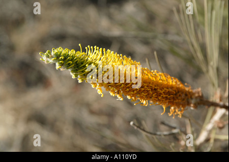 Eine Honig Grevillea Blume deren süßen Nektar als Bush Tucker in das Rote Zentrum Zentralaustralien angesaugt wird Stockfoto