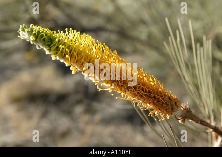 Eine Honig Grevillea Blume deren süßen Nektar als Bush Tucker in das Rote Zentrum Zentralaustralien angesaugt wird Stockfoto