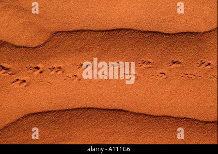 Eidechse Spuren im roten Sanddünen, Red Centre in der Nähe von Alice Springs, Northern Territory, Australien Stockfoto