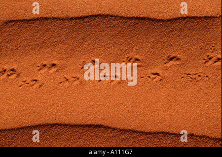 Eidechse Spuren im roten Sanddünen, Red Centre in der Nähe von Alice Springs, Northern Territory, Australien Stockfoto