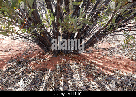 Ein Witchetty Busch, Heimat von Witchetty Maden, Simpson Desert, Northern Territory, Australien Stockfoto