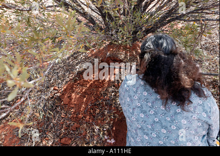 Aborigine-Frau zieht eine Witchetty Grub von der Wurzel des Witchetty Busch, Anangu Pitjantjara Heimat, South Australia Stockfoto