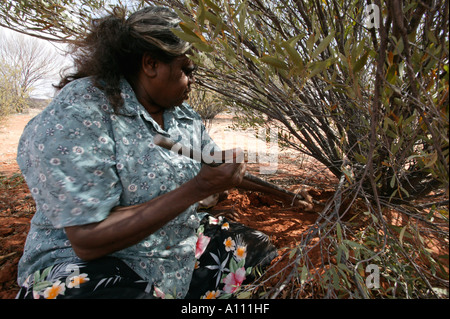 Aborigine-Frau zieht eine Witchetty Grub von der Wurzel des Witchetty Busch, Anangu Pitjantjara Heimat, South Australia Stockfoto