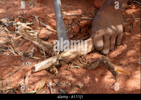 Aborigine-Frau zieht eine Witchetty Grub von der Wurzel des Witchetty Busch, Anangu Pitjantjara Heimat, South Australia Stockfoto