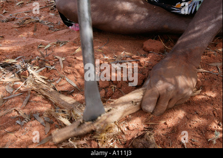 Aborigine-Frau zieht eine Witchetty Grub von der Wurzel des Witchetty Busch, Anangu Pitjantjara Heimat, South Australia Stockfoto