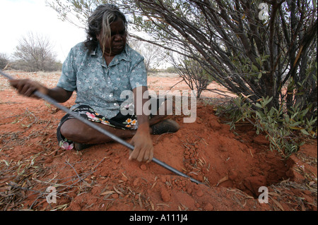 Aborigine-Frau zieht eine Witchetty Grub von der Wurzel des Witchetty Busch, Anangu Pitjantjara Heimat, South Australia Stockfoto