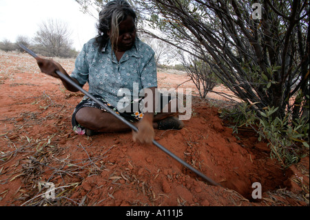 Aborigine-Frau zieht eine Witchetty Grub von der Wurzel des Witchetty Busch, Anangu Pitjantjara Heimat, South Australia Stockfoto