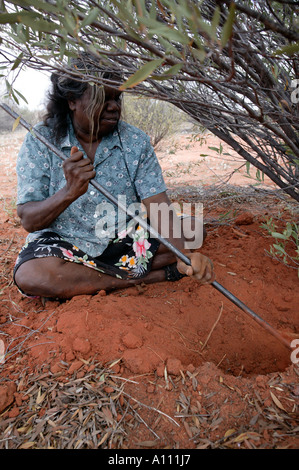 Aborigine-Frau zieht eine Witchetty Grub von der Wurzel des Witchetty Busch, Anangu Pitjantjara Heimat, South Australia Stockfoto