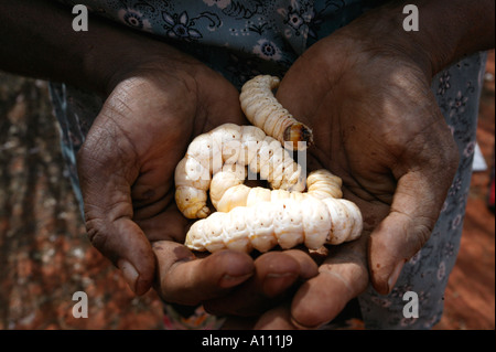 Aborigine-Frau zieht eine Witchetty Grub von der Wurzel des Witchetty Busch, Anangu Pitjantjara Heimat, South Australia Stockfoto