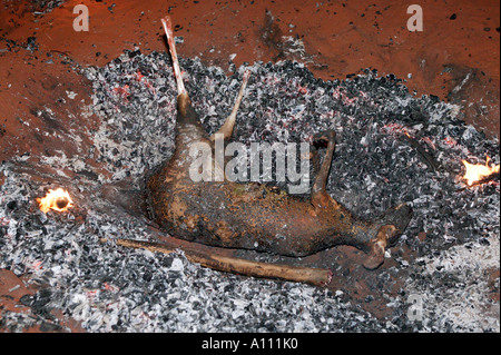 Känguru in traditionellen Aborigines Feuerstelle, Red Centre, Central Austrlia Kochen Stockfoto