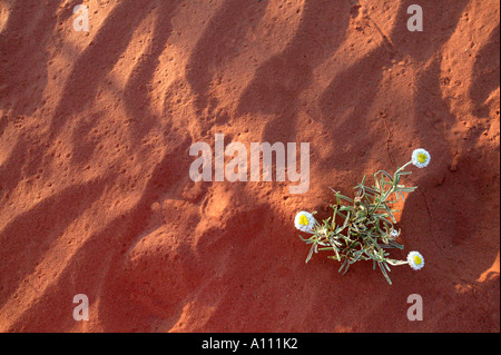 Eine Blume wächst in rotem Sand, Simpson Desert, Northern Territory, Australien Stockfoto