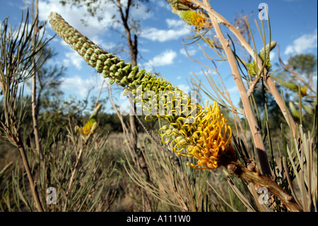 Essbare Honig Grevillea Blume / Honig Juwel, Uluru / Ayers Rock, Red Centre, Central Australia Stockfoto