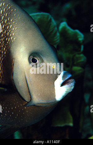 Nahaufnahme der das Gesicht von A GRAY ANGELFISH Pomacanthus Arcuatus irgendwo IN der Karibik Stockfoto