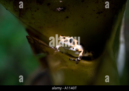 Strawberry Poison Dart Frog (Dendrobates Pumilio dem Bastimento) - nördlichen gelb schwarz getupft Morph - in Palm Mulde. Stockfoto