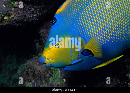 Eine Nahaufnahme von A Königin KAISERFISCH Holacanthus Ciliaris deutlich zeigen THE CROWN ON ITS Stirn Stockfoto