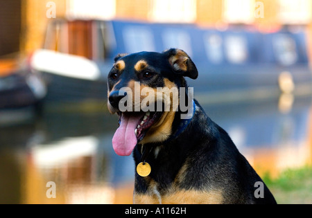 Haustier Hund - Bulbourne - Hertfordshire Stockfoto