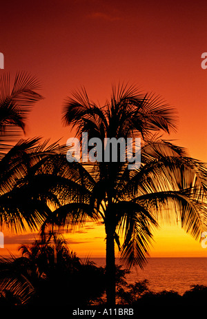 Sonnenuntergang, Palmen, Bäume, Hapuna Bay, Kohala Coast, Hawaii Island, Hawaii, Vereinigte Staaten Stockfoto