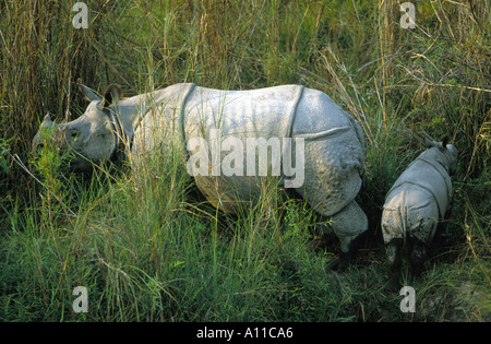 Indian Rhino Kalb Chitwan Spiel reservieren Nepal Stockfoto