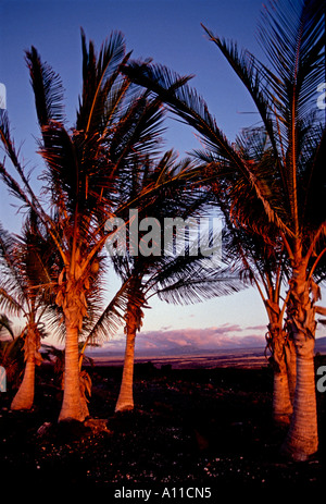 Kokosnuss-Palmen, schwarze Lava Strand, Kona Village Resort, Kona Village, Kailua-Kona, Kohala Coast, Hawaiis Big Island, Hawaii Stockfoto