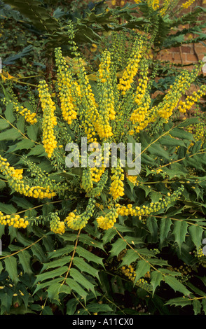 Mahonia x Media 'Winter Sun' Winter Blume Blumen Stockfoto