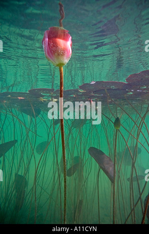 Wildes Rosa Seerose (Nymphaea sp) in einem Jura-See (Frankreich). Nénuphar stieg Sauvage (Nymphaea sp) Dans un Lac Jurassien (Frankreich). Stockfoto