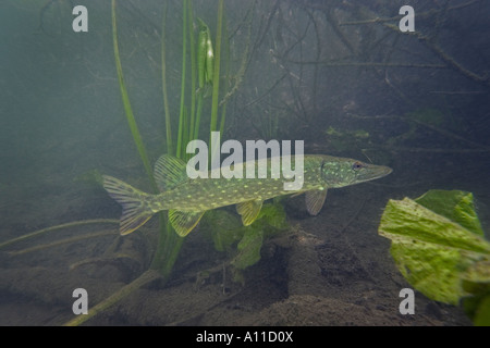 Hecht in einem Jura-See (Frankreich). Brochet (Esox Lucius) Dans un Lac Jurassien (Frankreich). Stockfoto